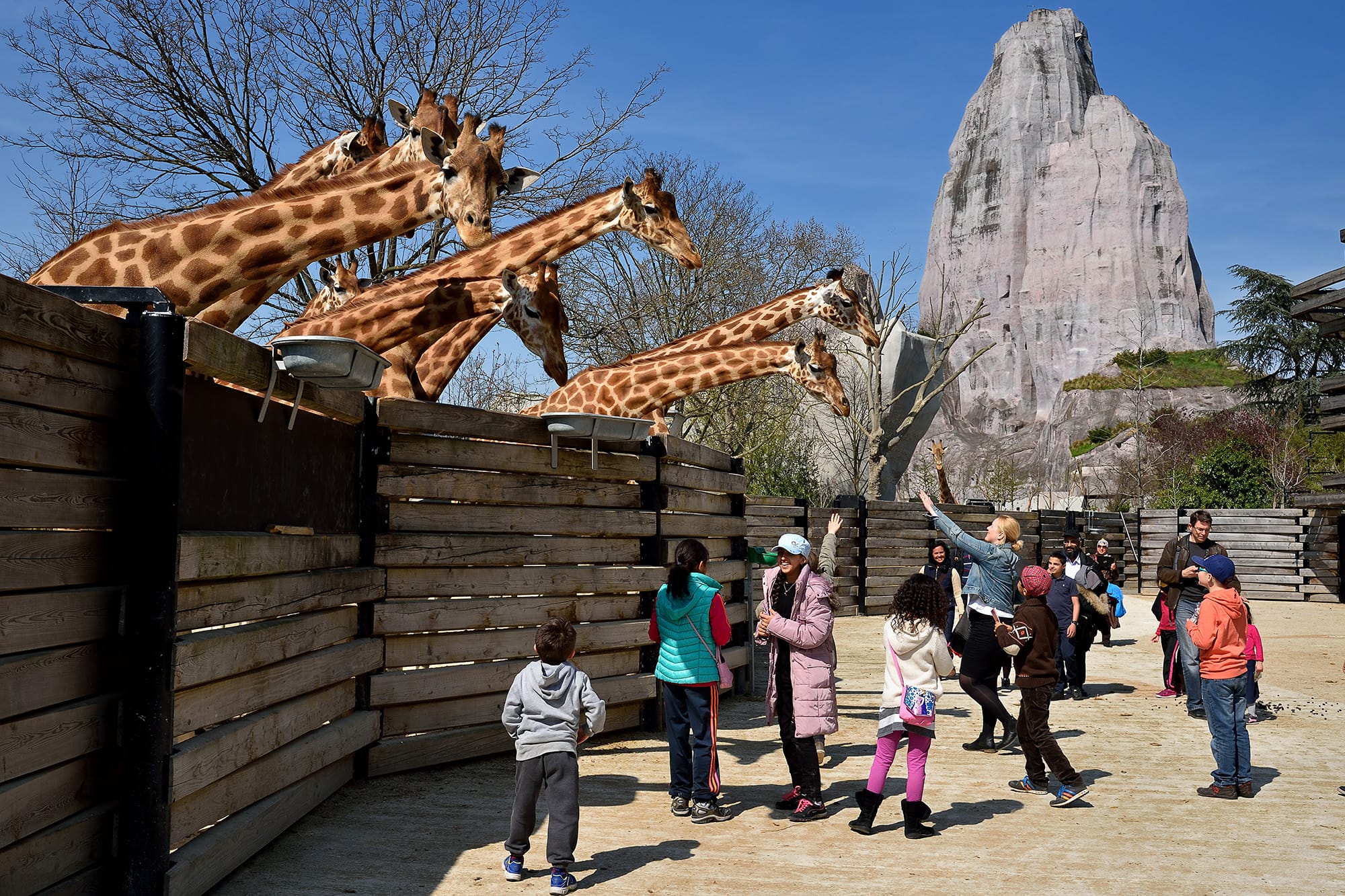 familles et groupes de personnes en visite au zoo devant des girafes